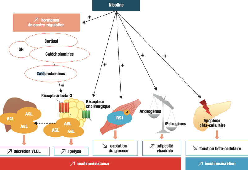 L'impact de la nicotine sur le diabète