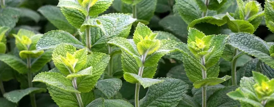 La cigarette électronique saveur menthe est-elle dangereuse pour les poumons ?